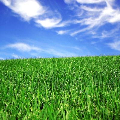 Buon prezzo erba artificiale sintetica d'abbellimento di 50mm per la corte di calcio online